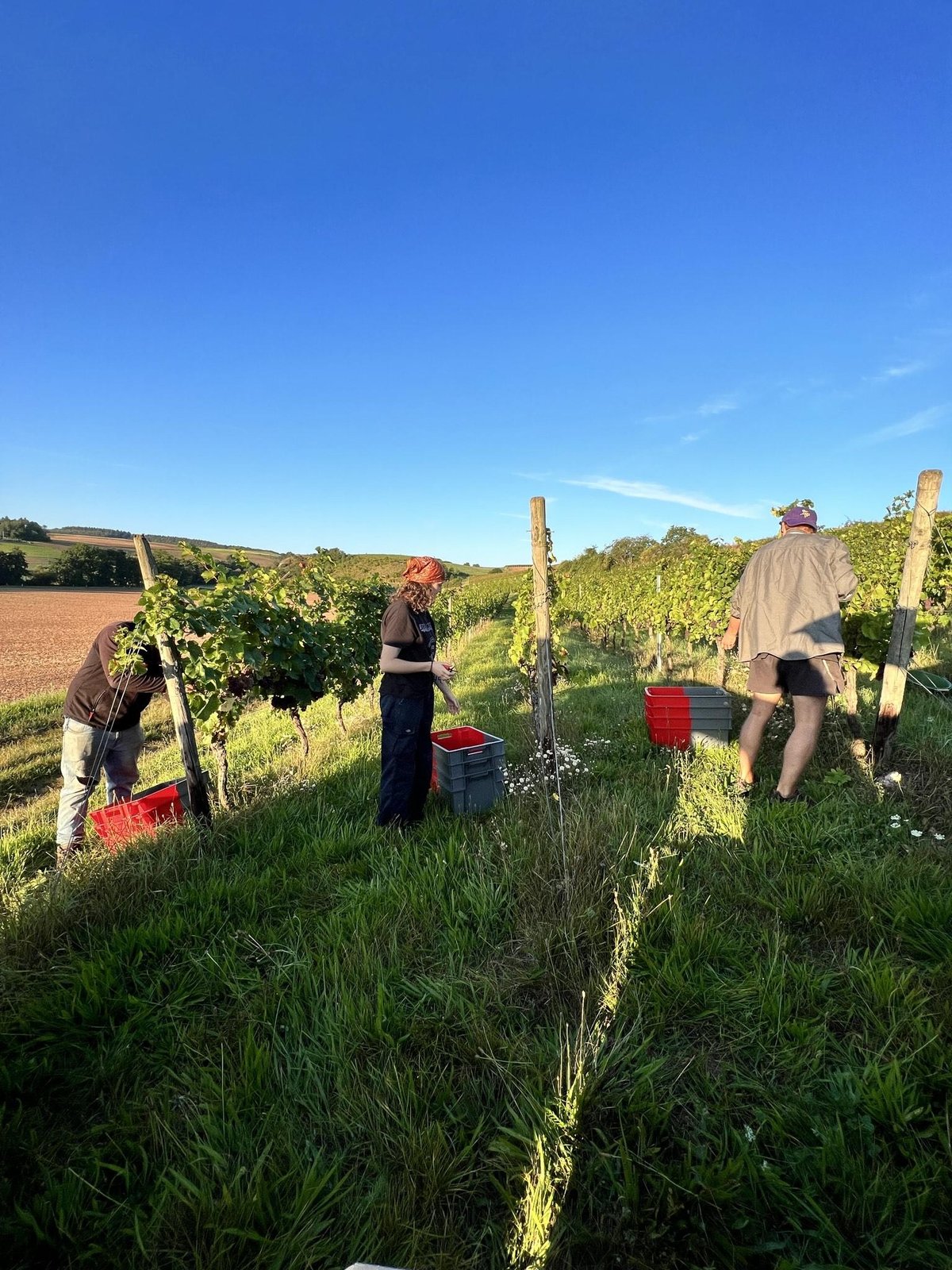 Soma vines' vineyard 